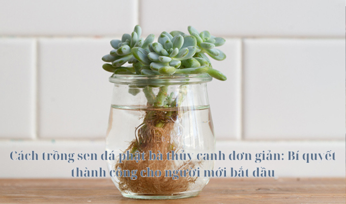 Cách trồng sen đá phật bà thủy canh đơn giản: Bí quyết thành công cho người mới bắt đầu