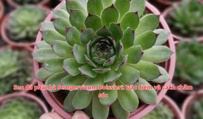 Sen đá phật bà Sempervivum Boissieri: Đặc điểm và cách chăm sóc