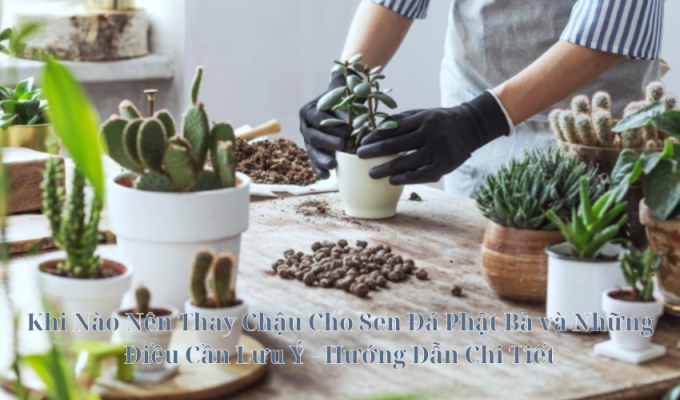 Khi Nào Nên Thay Chậu Cho Sen Đá Phật Bà và Những Điều Cần Lưu Ý – Hướng Dẫn Chi Tiết