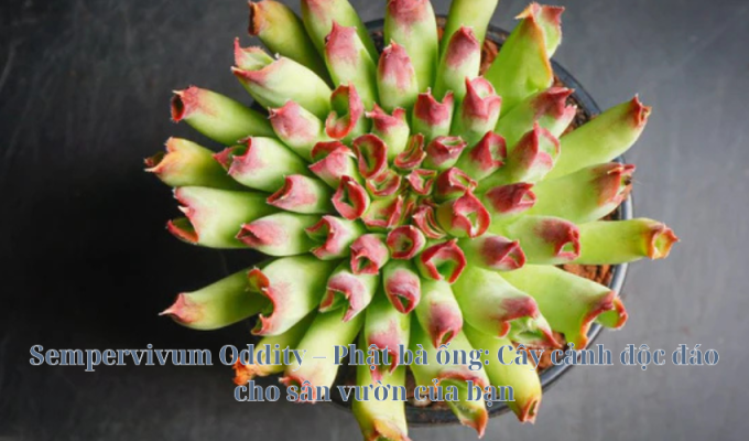 Sempervivum Oddity – Phật bà ống: Cây cảnh độc đáo cho sân vườn của bạn