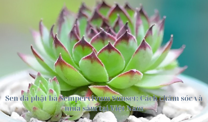 Sen đá phật bà Sempervivum Sunset: Cách chăm sóc và mua sắm tại Việt Nam