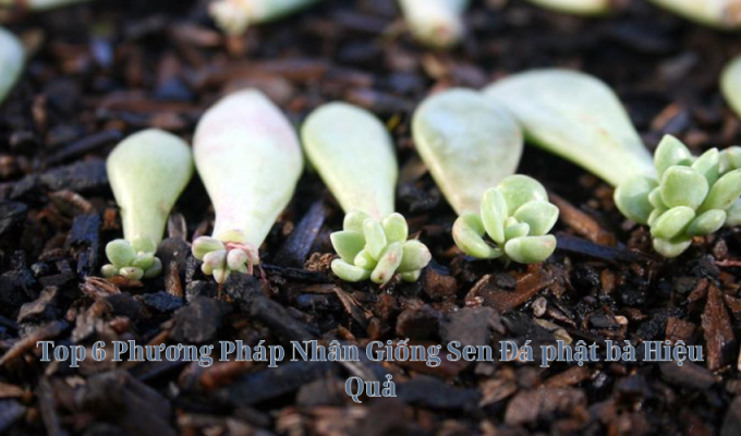 Top 6 Phương Pháp Nhân Giống Sen Đá phật bà Hiệu Quả