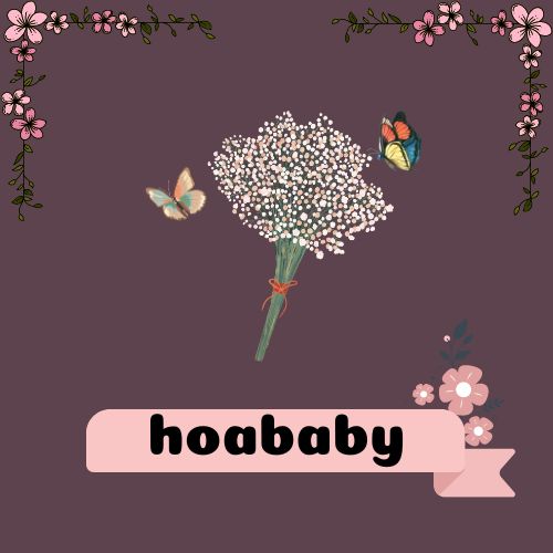 hoababy.com